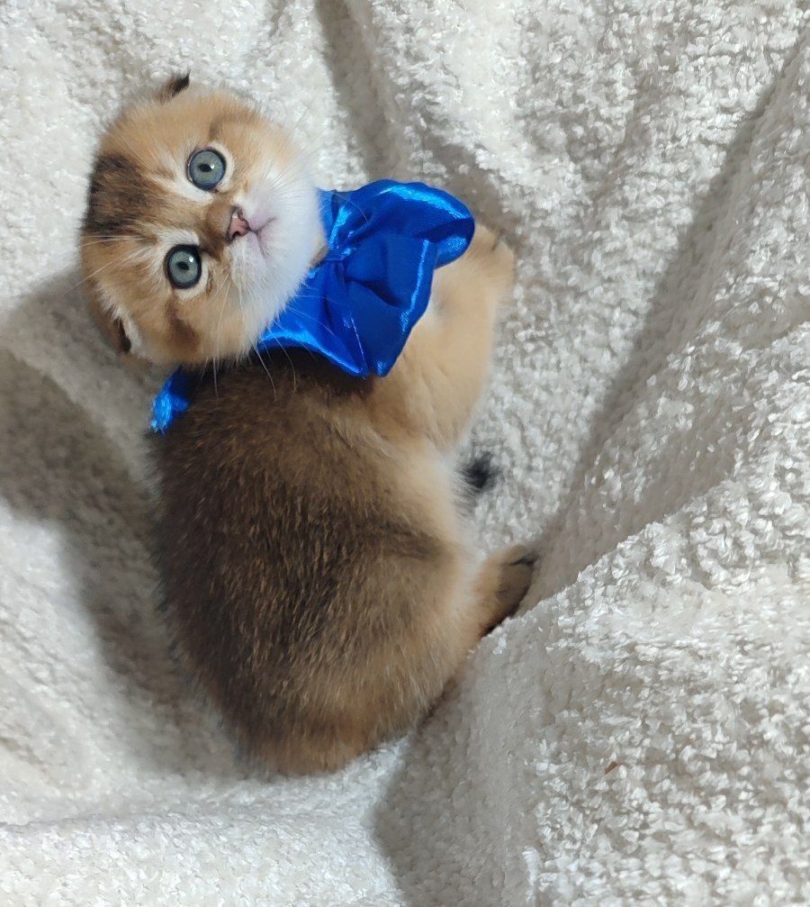 Скотиш фолд золотая шиншилла