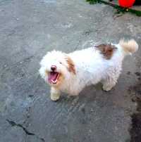 Catel de trufe Lagotto