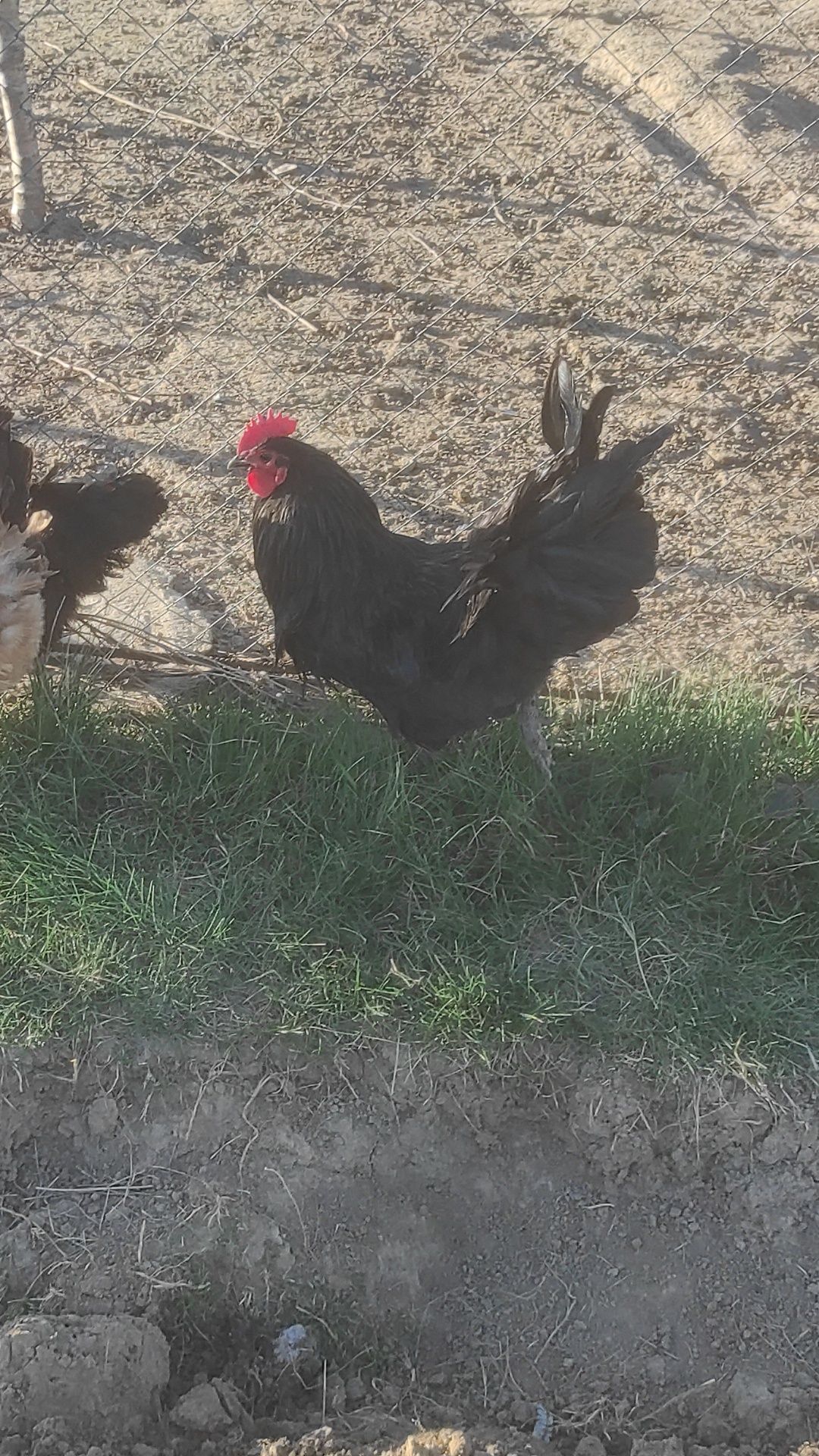 Cocoș australorp.