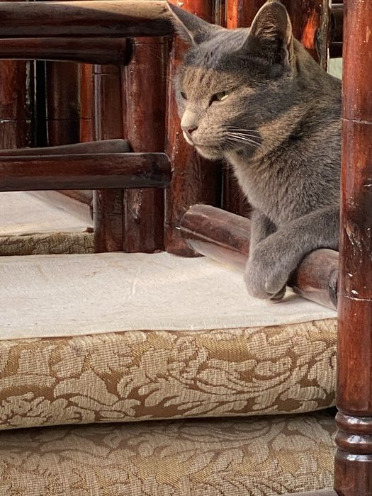 Mushukchalar. Xar xil narxi rangi ugil qiz  soglom metis
