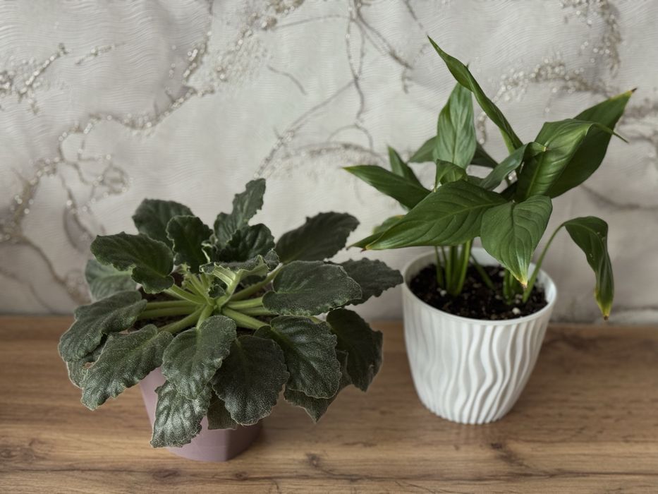 Хлорофитум, сциндапсусы, эпипремнум, спатифиллум