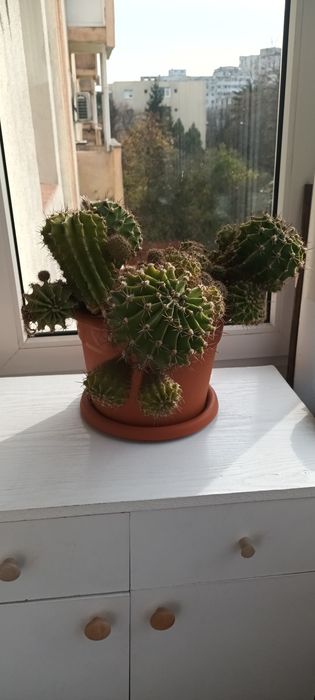 Cactus cu flori roz