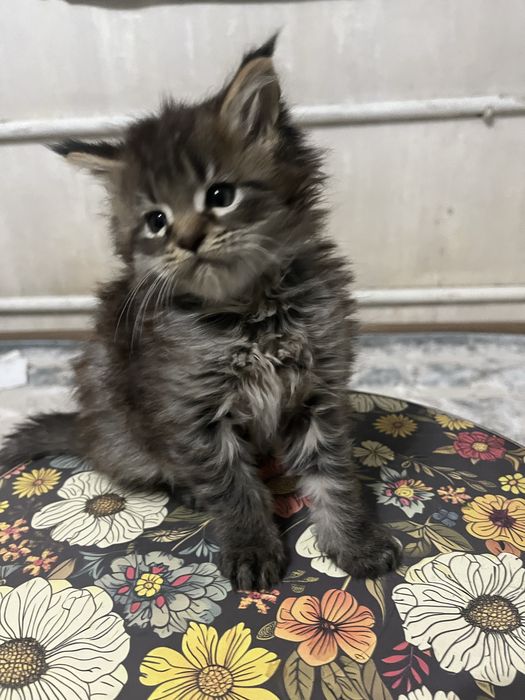 Котенок мейкун мальчик