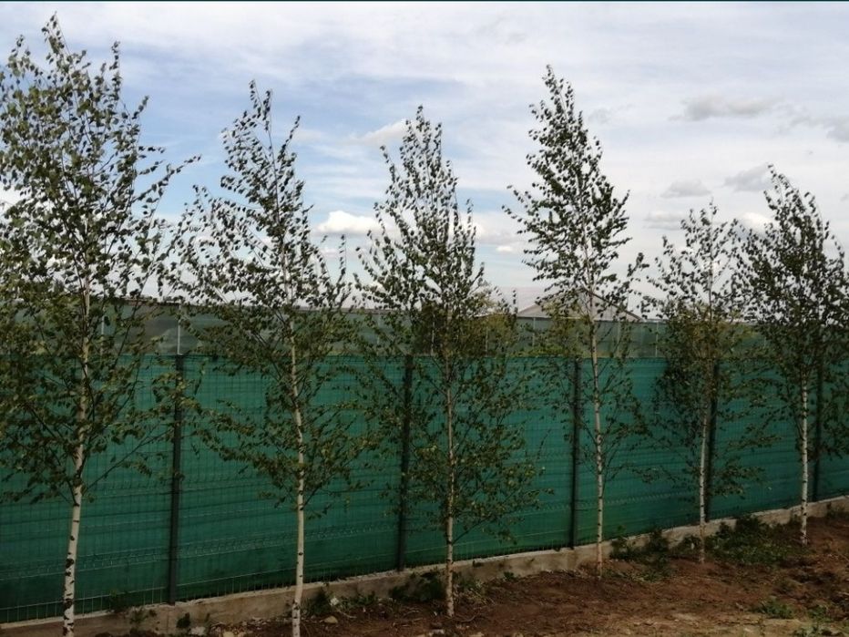 Arbori foiosi BETULA PENDULA / Mesteacan multitrunchi H=300-700