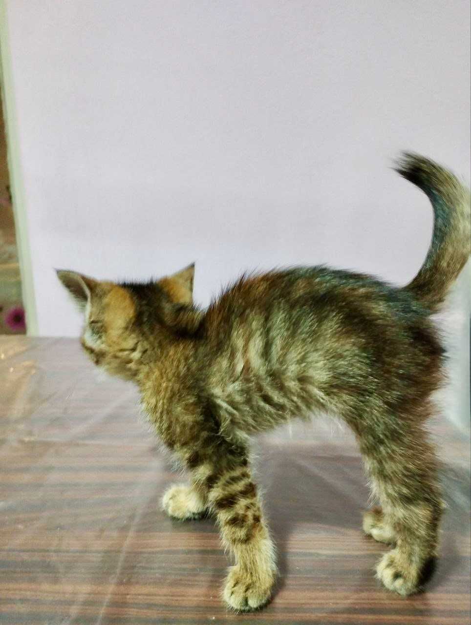 Котенок бесплатно