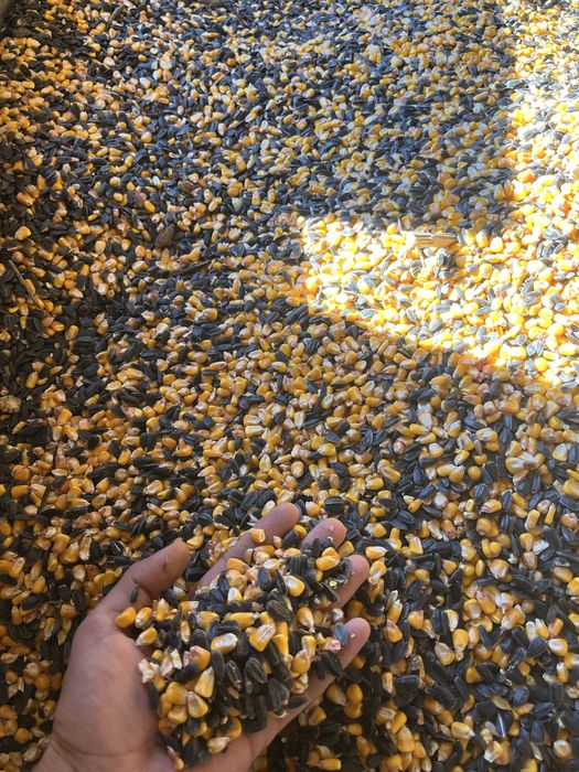 Микс царевица със слънчоглед