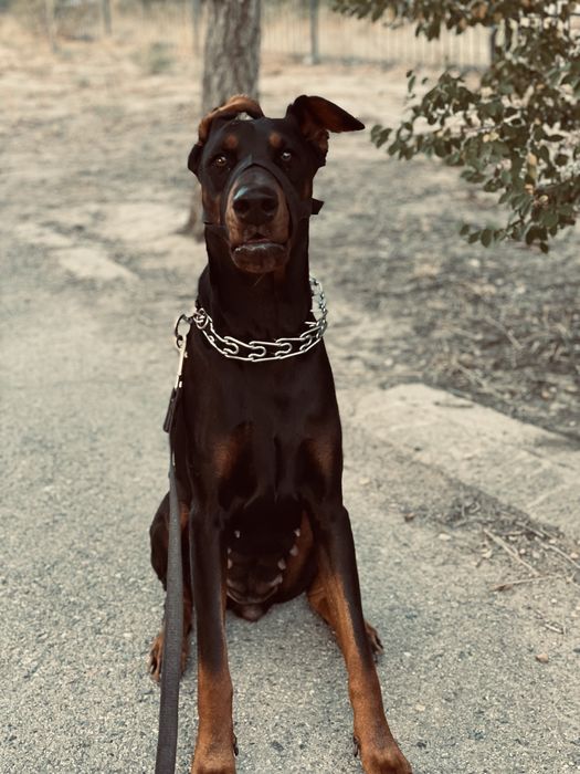 Отдаю добермана в хорошие руки