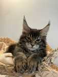 Baietel Maine Coon PEDIGREE