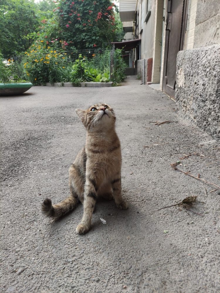 Кошечка ищет дом