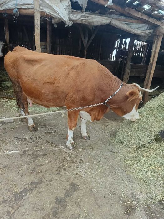 Vând vaci bălțată romaneasca