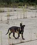 Ciobănesc belgian malinois mascul cu pedigree