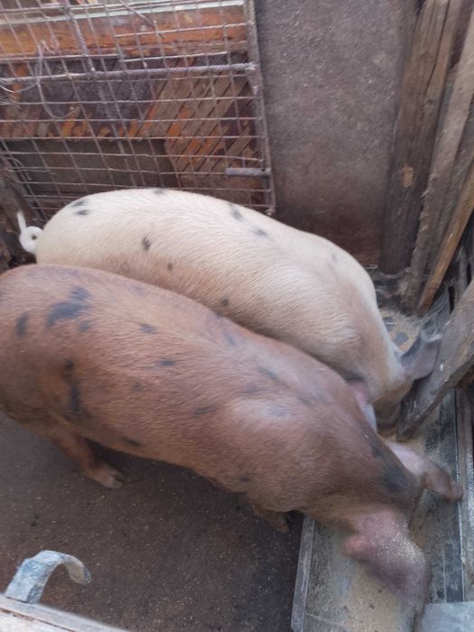 Свободни прасета от 25 кг до 180 кг