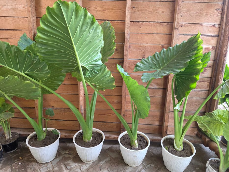 Цветы для дома и офиса.