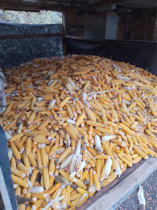 Vand malai stiulete  localitatea coas , detalii mai multe la telefon !