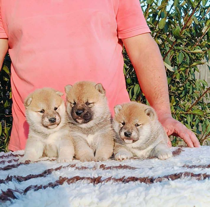 Pui Shiba Inu cu Pedigree Tip A – canisă FCI