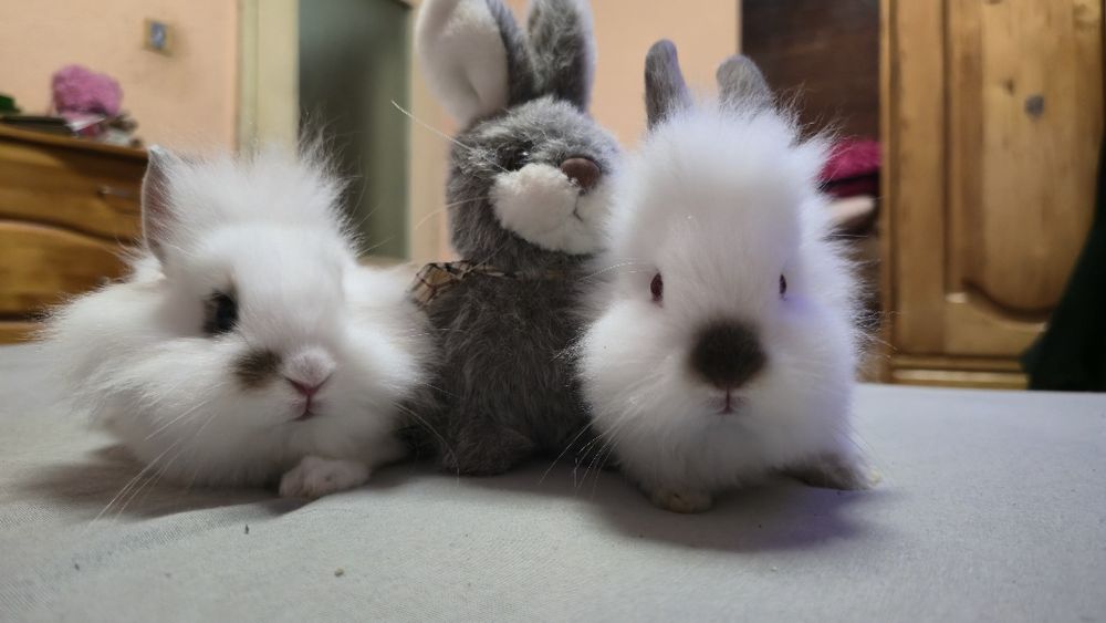 Декоративни зайчета