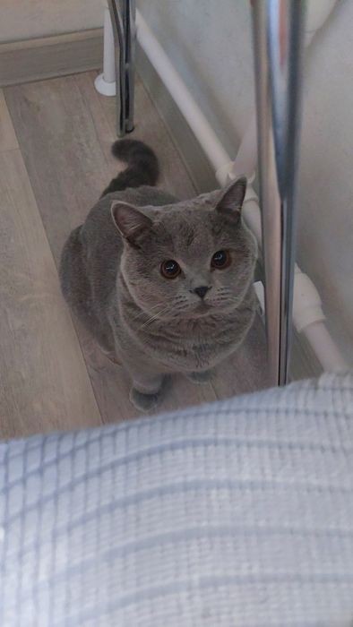 Продаётся кошка 11 месяцев британский строго на горшок ходить