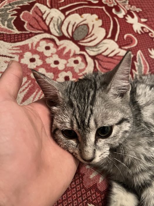 Кошка даром  фёдоровка.