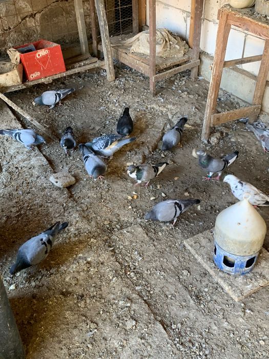 Voiajori sport de vanzare