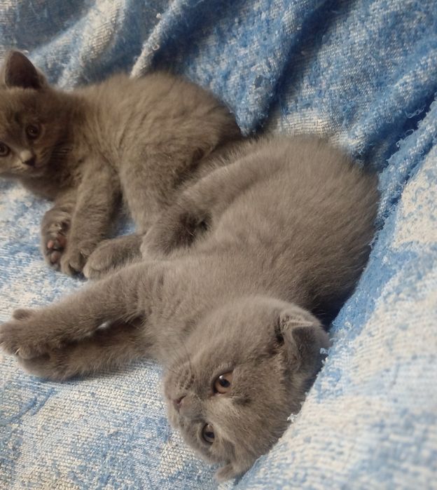 Срочно! Котята шотландские, чистокровные!