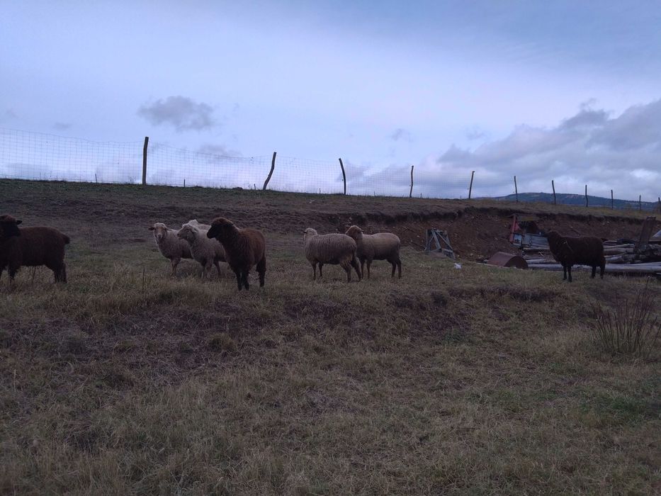 Turmă de oi țigaie ruginie și țigaie neagră