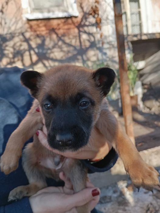 Белгийски овчарки