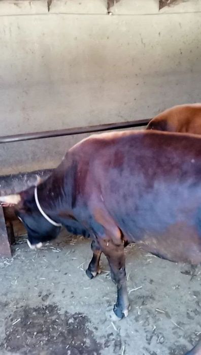 Buqalar sotiladi  boqilgan yemlangan