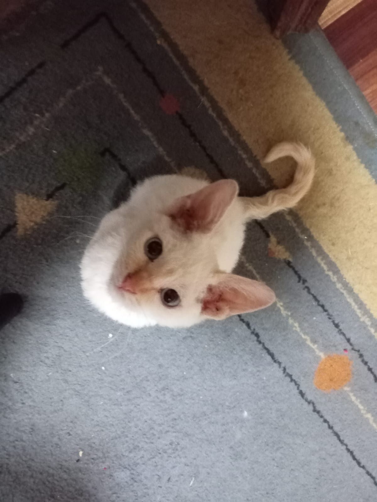 Бесплатно отдам котёнка