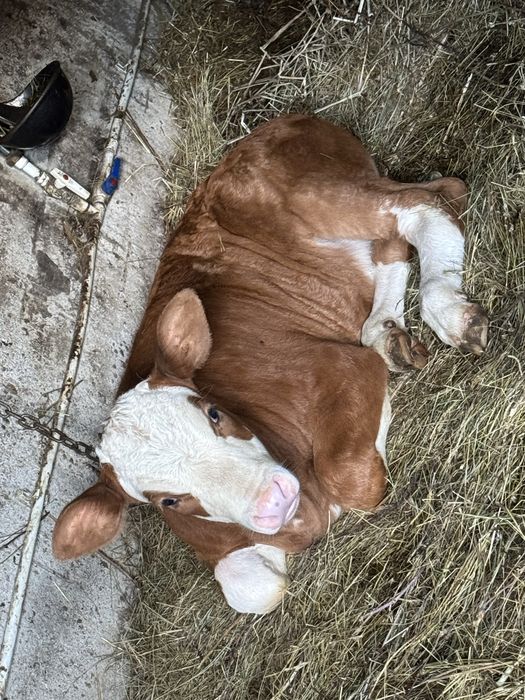 Vitea baltata romaneasca