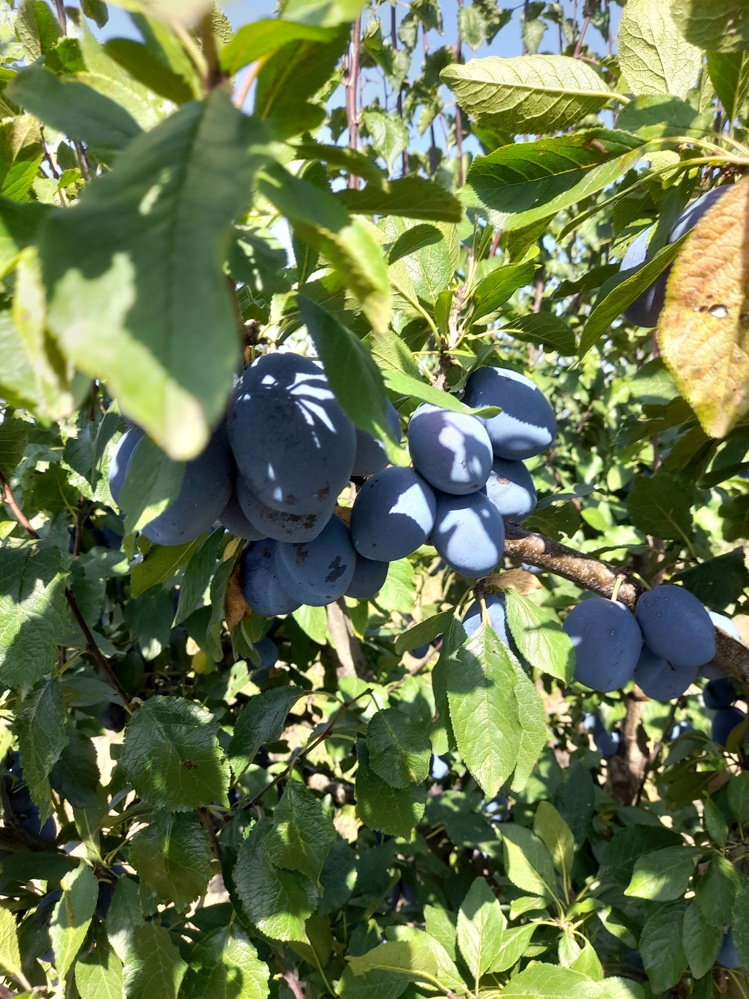 Vând prune Stanley