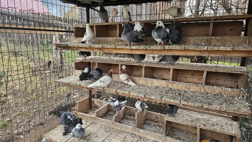 Vând porumbei diferite rase