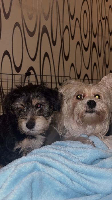 Йоркширски териер – бивер