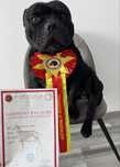 StafforshireBullTerrier - Mascul