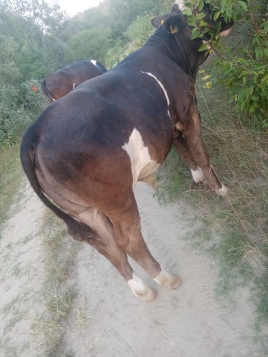 Vitel baltat romanesc