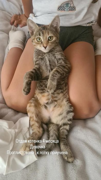 Котенок в добрые руки