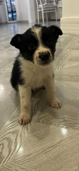 Щенкам нужен дом