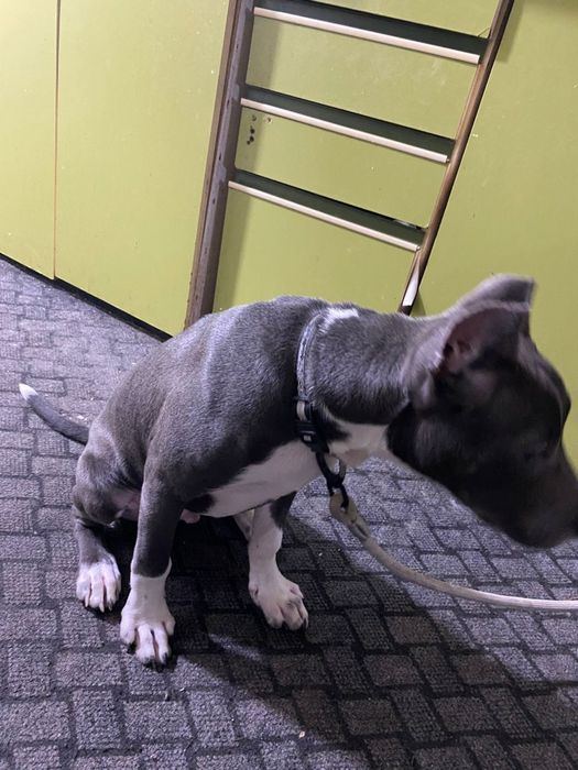 Продаётся пидбуль