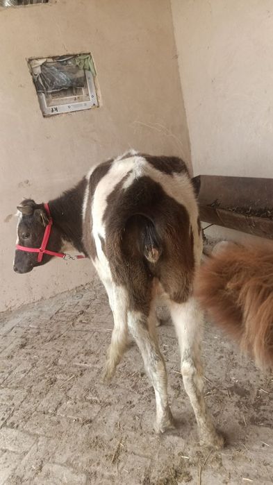 Chorniy piyostira- shvit gibrit bugoz 5oyli