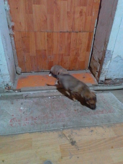 Щенки 2 -х месячные кандешки звонок  2 штуки  сучки окрас дымчатый