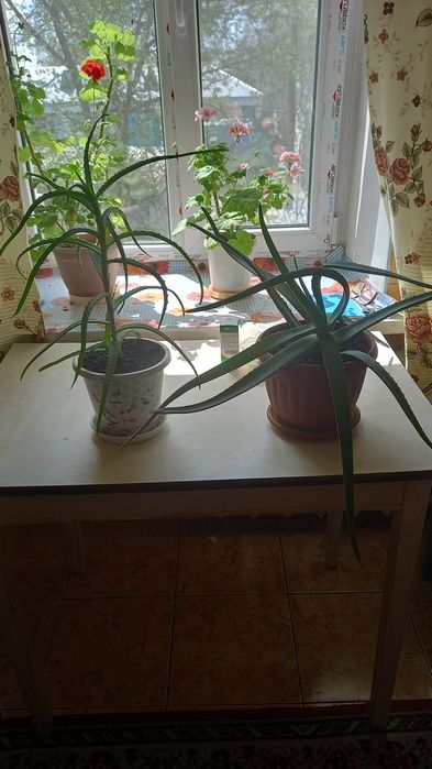 Продам комнатное растение Алоэ