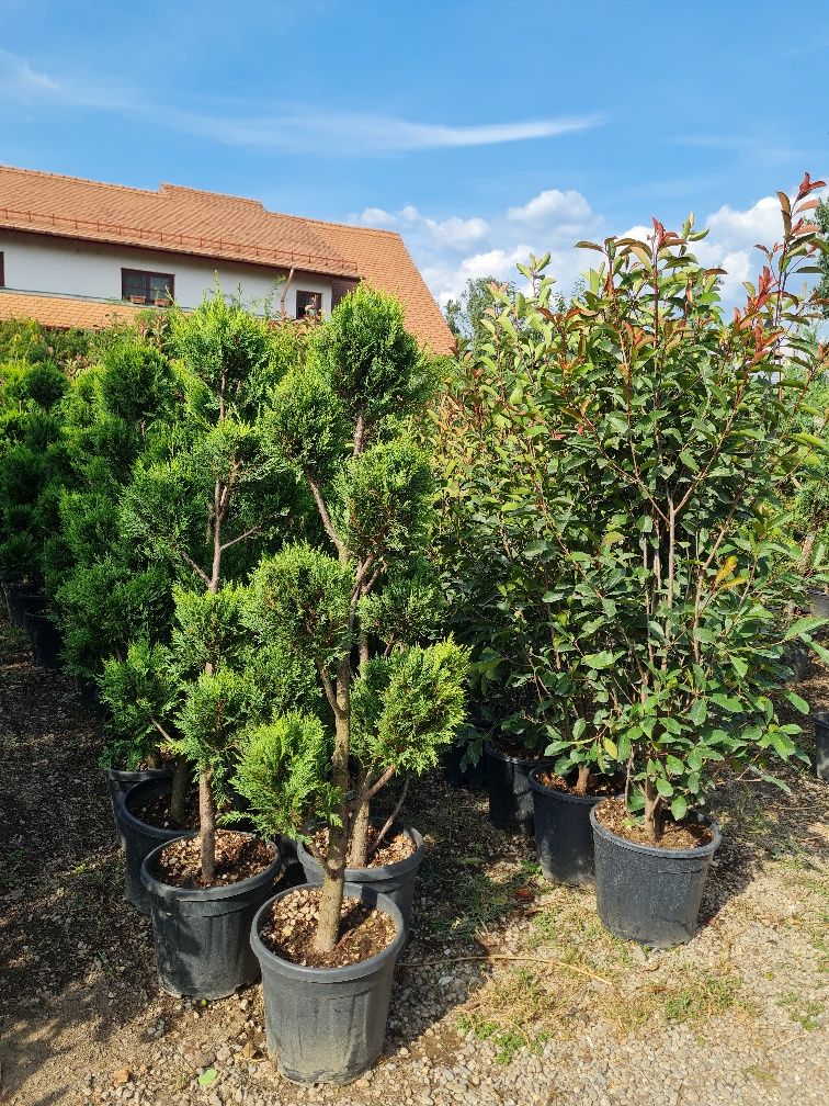 Plante ornamentale la 5 primiți 1 gratis