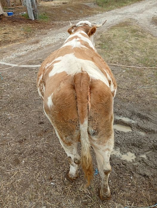 vaca la a patra fatare