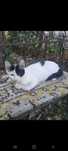ofer 2 pisici spre adoptie urgent