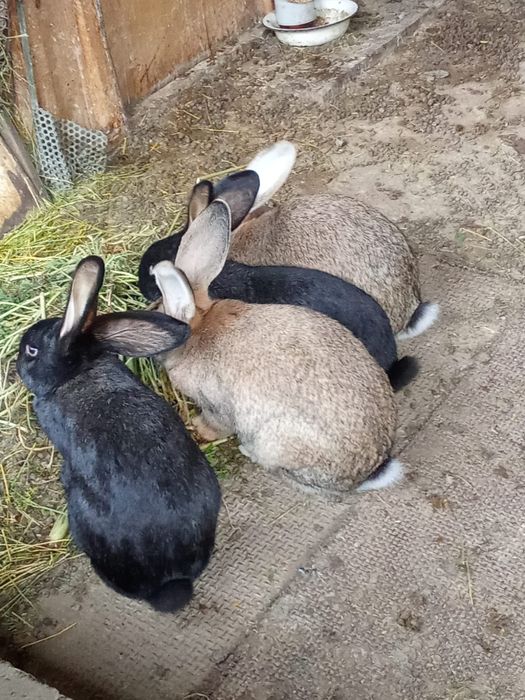 Кролики молодые  порода фландр