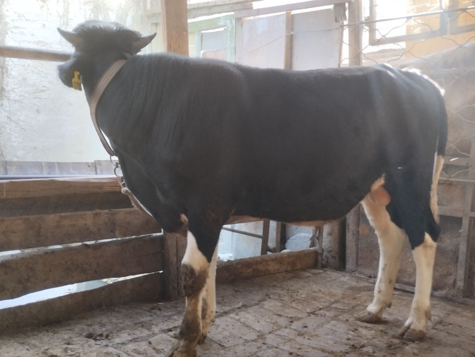 Бука сотилади 22 милйон