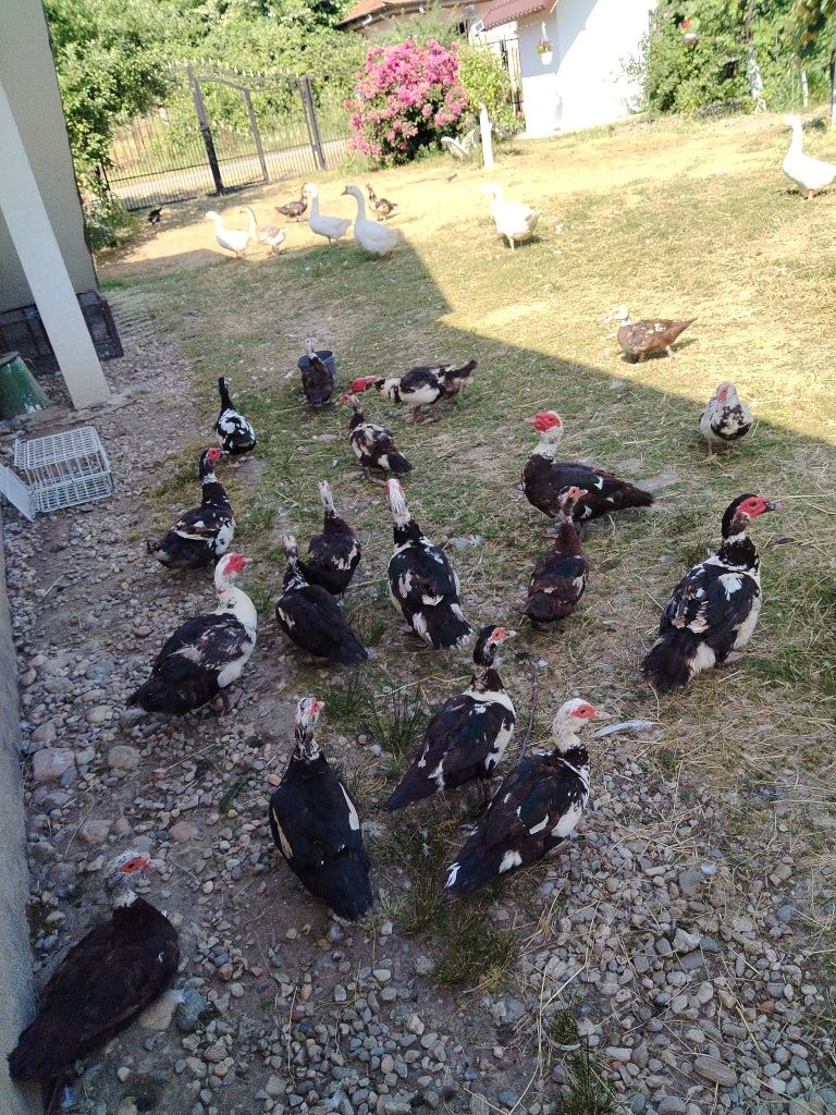 Rațe de vânzare Budeasa Mică, Argeș