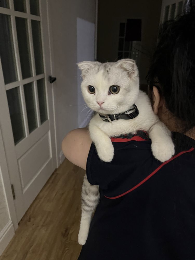 Чистокровный шотланец