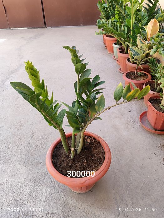 Домашний цветы Замиокалькус Долларовое дерево