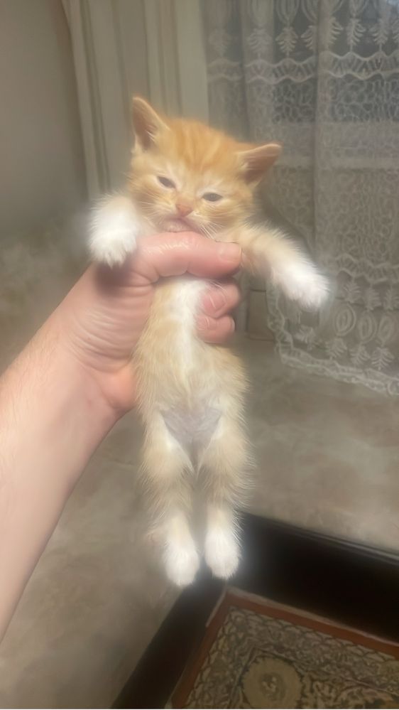 Котята 5 шт бесплатно