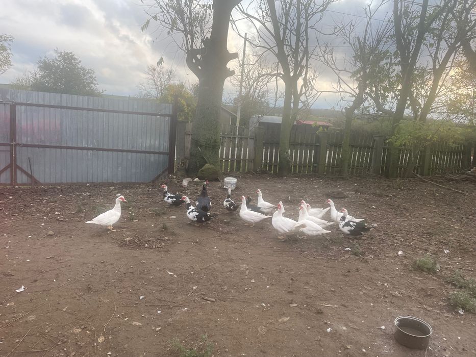 Rate lesesti de curte